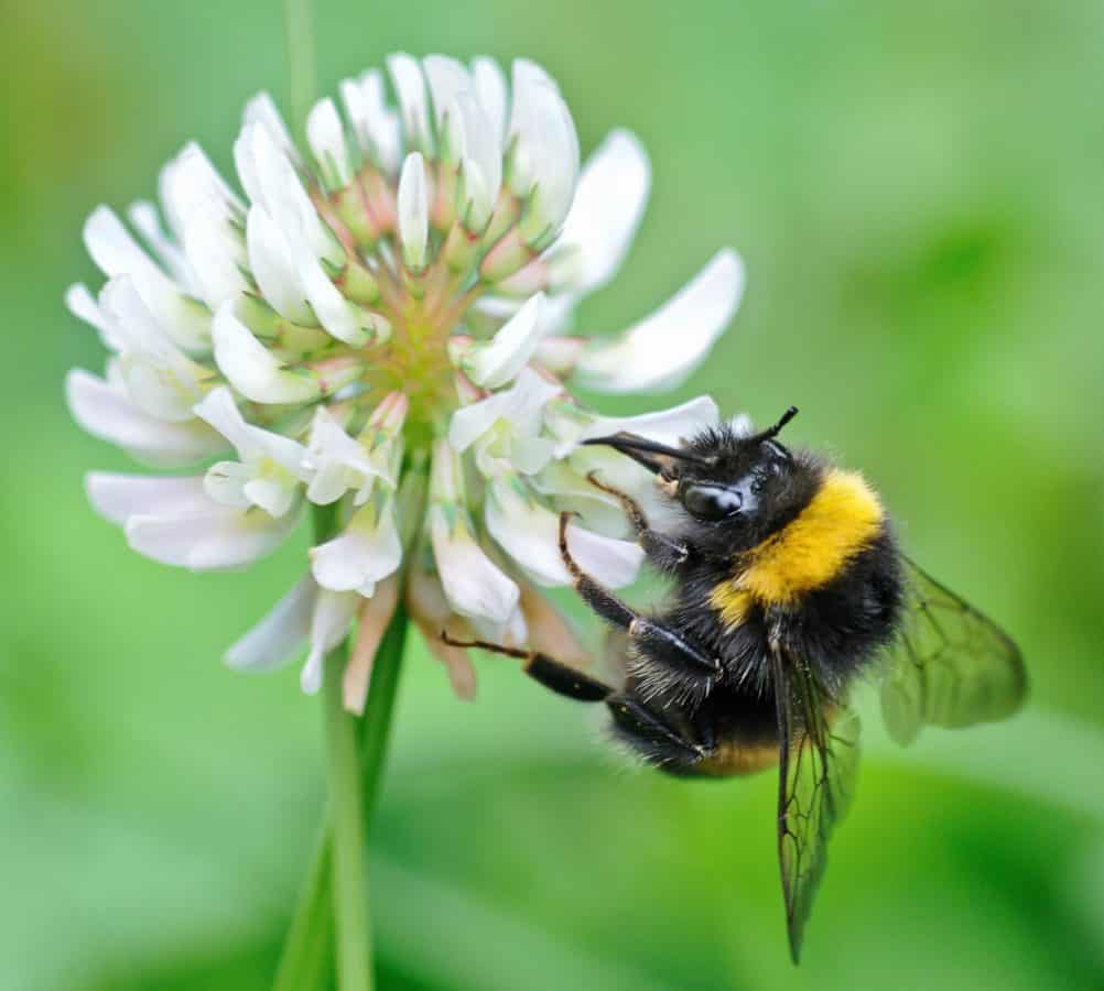 How To Celebrate World Bee Day